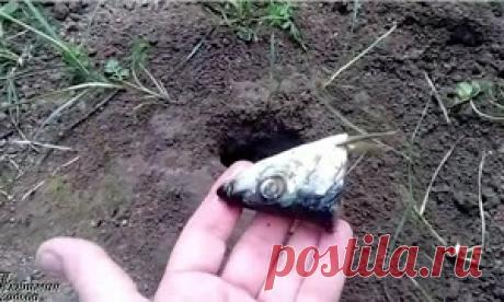 Как избавиться от кротов Необычный , но эффективный способ