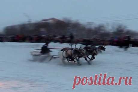 Гонка на оленьих упряжках в российском городе попала на видео. В Воркуте впервые за два года провели гонки на оленьих упряжка. Об этом сообщается на официальной странице городской администрации в социальной сети «ВКонтакте». На публикуемых кадрах видно, что в конкурсе, приуроченном к «Празднику севера», принимают участие как взрослые, так и дети.
