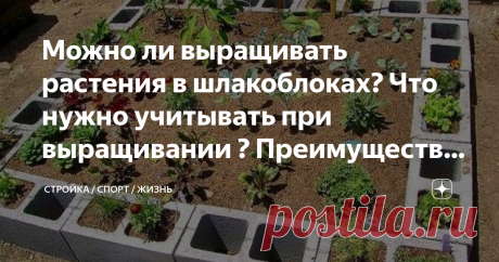 Можно ли выращивать растения в шлакоблоках? Что нужно учитывать при выращивании ? Преимущества и недостатки
