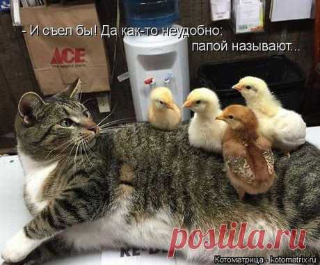 котэшка