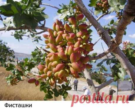 (4) Мой Мир@Mail.Ru