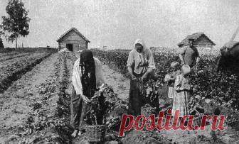 Что росло в русском огороде до картошки? «Лекарство, что стоит тысячу монет, растет у самого плетня». Есть такая не очень известная, к сожалению, русская пословица. Текст ниже отчасти пояснит ее смысл. Почти все, что растет на грядках у современного русского садовода, никакого отношения к традиционному русскому огородничеству не имеет...