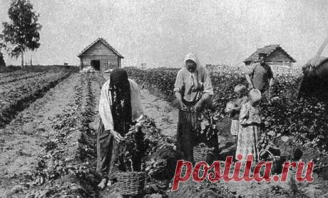 Что росло в русском огороде до картошки? «Лекарство, что стоит тысячу монет, растет у самого плетня». Есть такая не очень известная, к сожалению, русская пословица. Текст ниже отчасти пояснит ее смысл. Почти все, что растет на грядках у современного русского садовода, никакого отношения к традиционному русскому огородничеству не имеет...