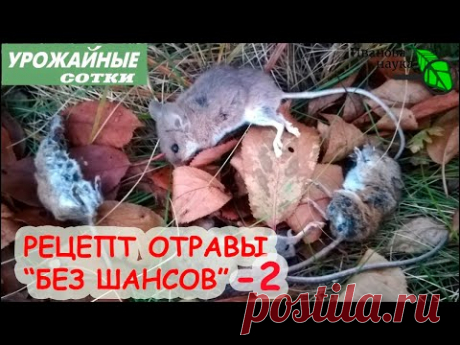 ИЗГНАНИЕ МЫШЕЙ и КРЫС! САМАЯ ПРОСТАЯ и ДОСТУПНАЯ ПРИМАНКА. БЕЗОПАСНО для птиц, кошек и собак.