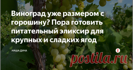 Виноград уже размером с горошину? Пора готовить питательный эликсир для крупных и сладких ягод У нас растут акклиматизированные, специально выведенные сорта винограда, которые вполне успевают вызреть под нашим «усредненным» солнцем. Чтобы улучшить качество ягод, сделать их крупными и сладкими, в конце июля специалисты советуют ввести специальные подкормки на основе органических удобрений.