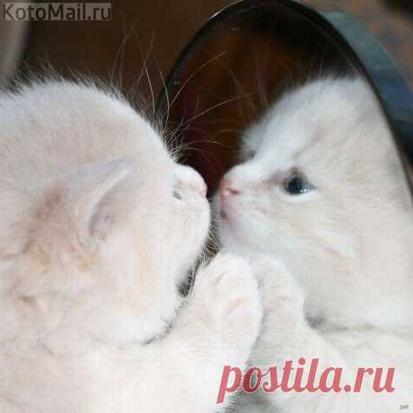 Я - мамин пушистик! А ты кто ?