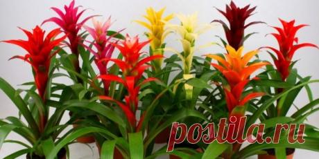 9 неприхотливых комнатных растений, которые будут цвести до весны - Лайфхакер