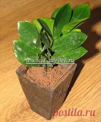 Замиокулькас (Zamioculcas) - комнатные растения и цветы для сада: выращивание, местоположение, температура, полив, пересаживание, размножение, болезни и вредители