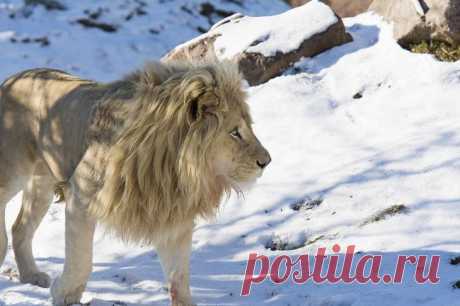 Белый лев – легенда африканских племен