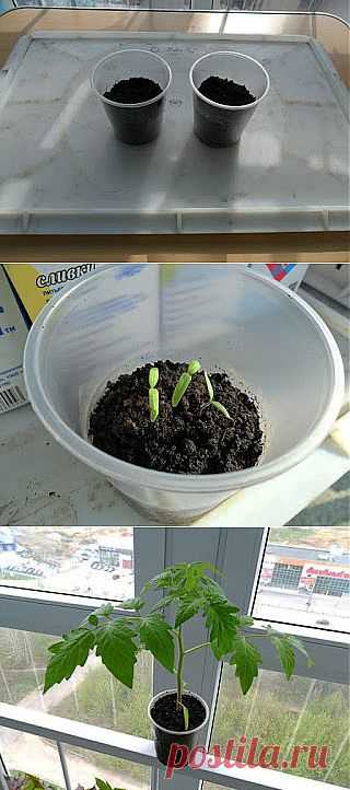 Рассада помидоров без пикировки. Практический опыт.

Раньше, следуя общему мнению, что пикировка нужна, даже необходима и приносит рассаде большую пользу, я тоже пересаживал маленькие ростки помидоров из общего ящика в отдельные стаканчики. Надо заметить, работа эта несложная, но особой радости она мне никогда не доставляла, наверное, слишком уж для меня кропотливая. Поэтому однажды я попробовал выращивать рассаду помидоров и перцев совсем без пикировки. Получилось ничуть не хуже, и с тех пор