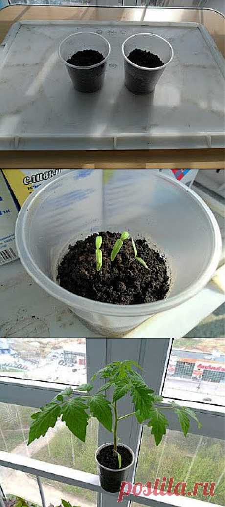 Рассада помидоров без пикировки. Практический опыт.

Раньше, следуя общему мнению, что пикировка нужна, даже необходима и приносит рассаде большую пользу, я тоже пересаживал маленькие ростки помидоров из общего ящика в отдельные стаканчики. Надо заметить, работа эта несложная, но особой радости она мне никогда не доставляла, наверное, слишком уж для меня кропотливая. Поэтому однажды я попробовал выращивать рассаду помидоров и перцев совсем без пикировки. Получилось ничуть не хуже, и с тех пор