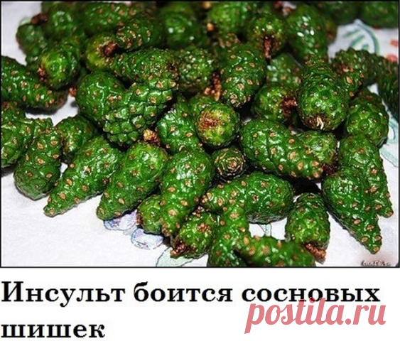 Еловые шишки против последствий и развития инсульта
