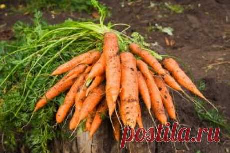 Необычный способ посадки моркови