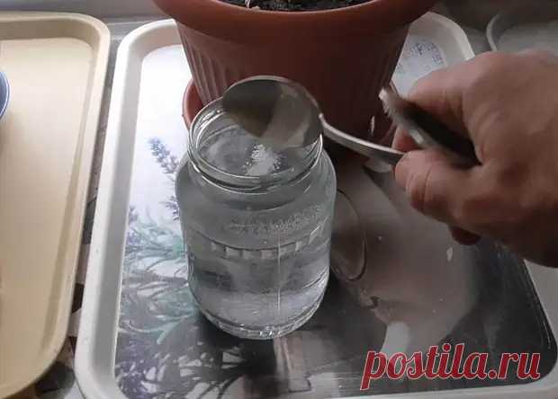 Опрыскиваю раствором из 2 таблеток на литр воды все комнатные растения и рассаду - Я строю - 21 декабря - 43647975712 - Медиаплатформа МирТесен