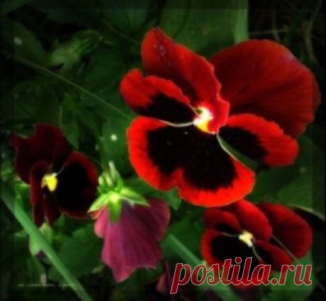 Фиалка трехцветная – применение и выращивание