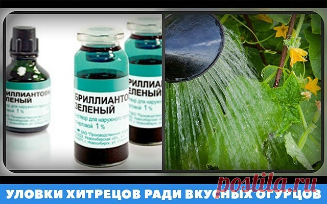 ЛЕЧИМ ОГУРЦЫ ЗЕЛЕНКОЙ

Нет ничего удивительного в том, что зеленка способствует защите огурца от некоторых болезней, и в первую очередь, от пероноспороза (ложной мучнистой росы). Кстати сказать, с ее помощью можно защитить от этой болезни и лук репчатый. 

Антисептическое действие зеленки обусловлено содержащимися в ней соединениями меди. Кроме того, она полезна для растений и как удобрение, в состав которого входят микроэлементы. Особенно необходима медь на болотистых поч...