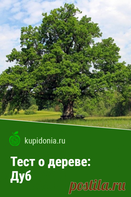 Тест о дереве: Дуб. Интересный тест о дубе из серии тестов о деревьях. Проверьте свои знания!