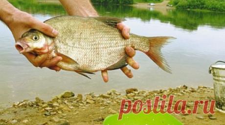 Прикорм и насадка для ловли карася на фидер