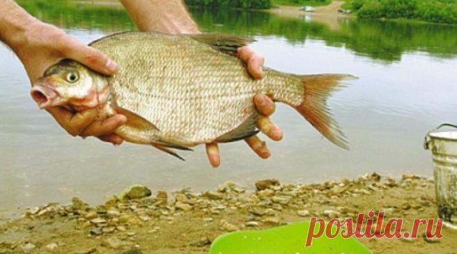Прикорм и насадка для ловли карася на фидер