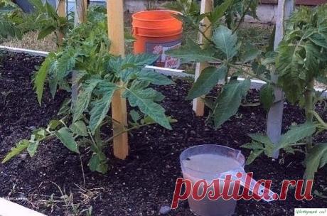 Зачем помидорам поваренная соль