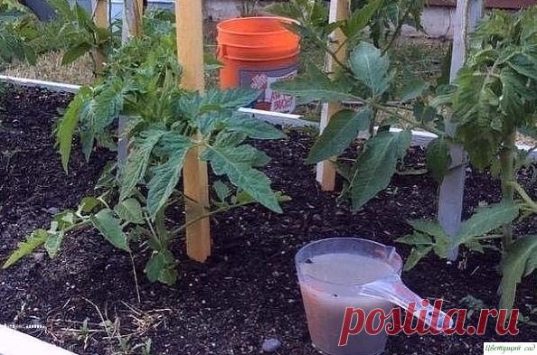 Зачем помидорам поваренная соль