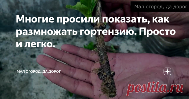 Многие просили показать, как размножать гортензию. Просто и легко.
