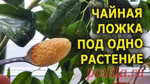 ВНЕС одну чайную ложку под все домашние цветы для хорошего роста и цветения ЗАМИОКУЛЬКАС, ФИКУСЫ, КРАССУЛА моментально поперли в рост! | Роман Буров TV | Дзен