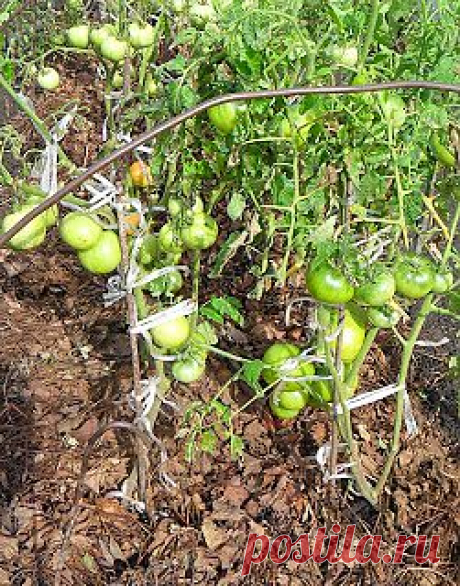 Вкусная клубника: Использование листьев клубники для мульчирования томатов