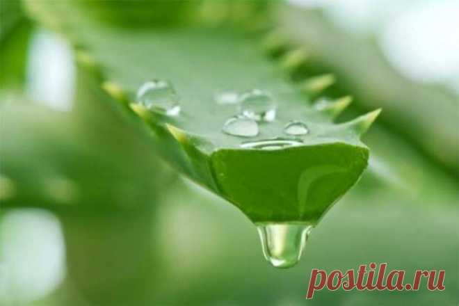 Народные рецепты с растением алоэ