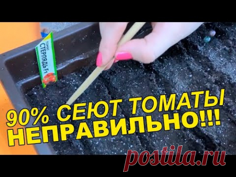СЕЙТЕ ТОМАТЫ ТОЛЬКО ТАК!!!! САМЫЙ ПРОСТОЙ И ВЕРНЫЙ СПОСОБ
