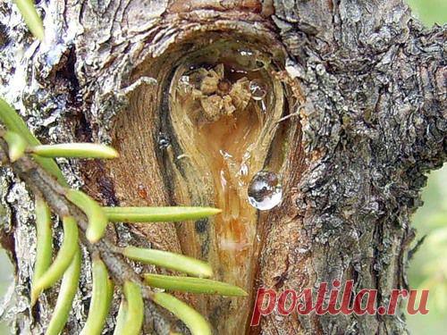 Лечебная мазь из живицы.