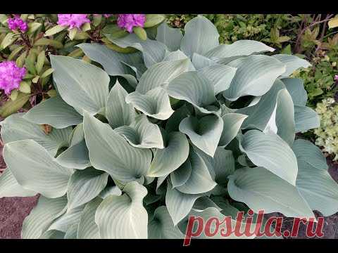 Хоста "Голубой ангел" | Hosta "Blue Angel" - YouTube