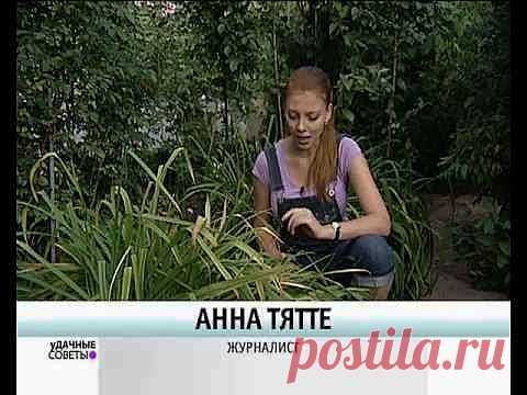 Выращивание лилейников в саду | Всё о цветах и полезных растениях