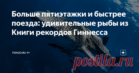 Больше пятиэтажки и быстрее поезда: удивительные рыбы из Книги рекордов Гиннесса Природа умеет удивлять, а люди обожают удивляться! Самые поразительные факты попадают в «Книгу рекордов Гиннесса» – знаменитый справочник необычных крайностей. Причём немалое количество достижений числится за подводными обитателями. Сегодня вы узнаете, какая рыба может обогнать поезд, а какая живёт больше 300 лет: представляем вам подборку из 5 рыб-рекордсменов, которые точно вас поразят. Сама...