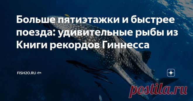 Больше пятиэтажки и быстрее поезда: удивительные рыбы из Книги рекордов Гиннесса Природа умеет удивлять, а люди обожают удивляться! Самые поразительные факты попадают в «Книгу рекордов Гиннесса» – знаменитый справочник необычных крайностей. Причём немалое количество достижений числится за подводными обитателями. Сегодня вы узнаете, какая рыба может обогнать поезд, а какая живёт больше 300 лет: представляем вам подборку из 5 рыб-рекордсменов, которые точно вас поразят. Сама...