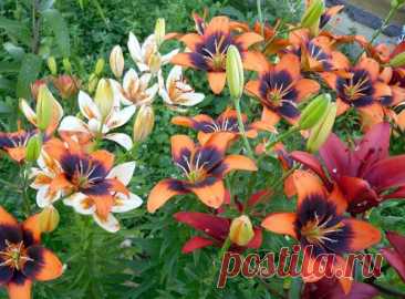 Как размножить лилии правильно
Размножить лилии можно несколькими способами, от простых для новичков до более сложных для опытных цветоводов. Вот подробное руководство по всем основным методам.