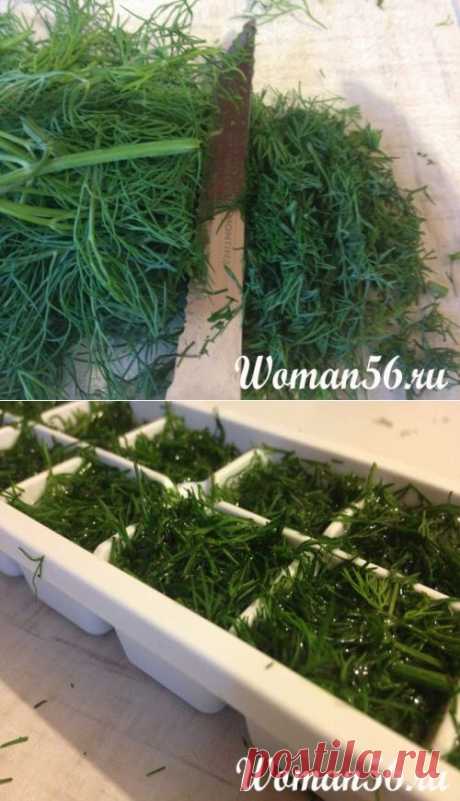 (+1) тема - Заготовка укропа на зиму | Любимые рецепты