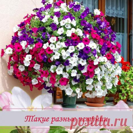 Такие разные ПЕТУНИИ Расскажу про один из самых популярных и моих любимых цветов в саду - про петунию, и ещё более любимыми петунии стали для меня благодаря Ларисе Завацкой после де