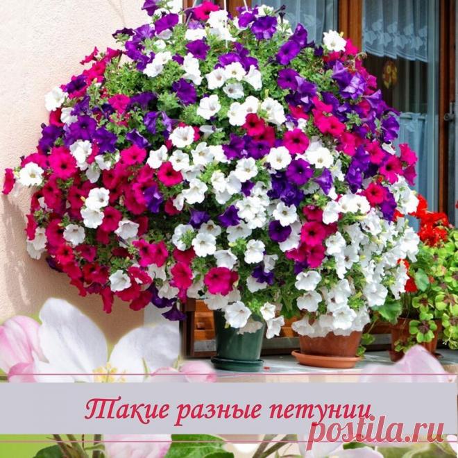 Такие разные ПЕТУНИИ Расскажу про один из самых популярных и моих любимых цветов в саду - про петунию, и ещё более любимыми петунии стали для меня благодаря Ларисе Завацкой после де