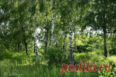 Плейкаст «ЗВУКИ ПРИРОДЫ»