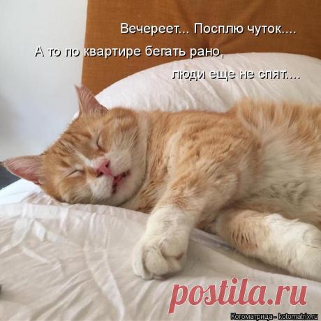 Котоматрица: Свежак