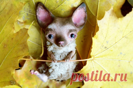 В эти игрушки из глины невозможно не влюбиться / Я - суперпупер