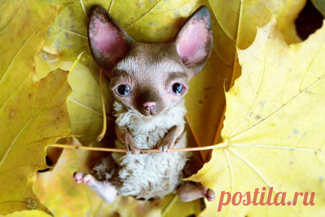 В эти игрушки из глины невозможно не влюбиться / Я - суперпупер