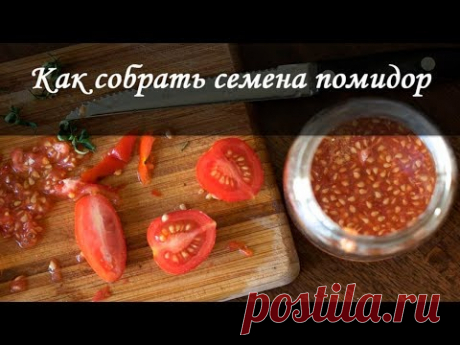 Как собрать семена томатов быстро и правильно