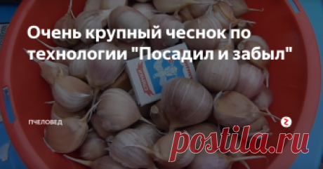 Очень крупный чеснок по технологии "Посадил и забыл" Отличный способ выращивания озимого чеснока по технологии "Посадил и забыл" от Натальи Сморчковой, последовательной сторонницы природного земледелия.
Самое интересное в предлагаемой технологии, это то что:
не требуется перекопка земли под чеснок
не требуются прополки и подкормки ченока