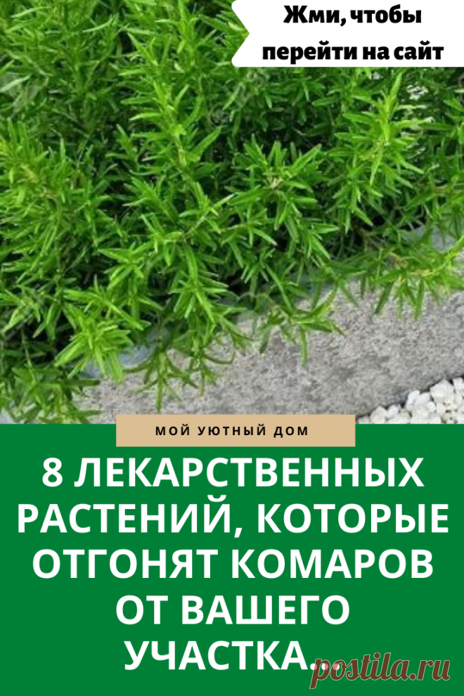 Лекарственные растения которые отгонят комаров с дачного участка