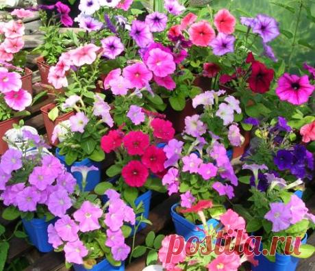 Дачные Дела: Петуния. Посадка и выращивание.