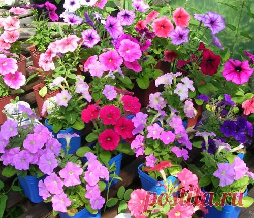 Дачные Дела: Петуния. Посадка и выращивание.