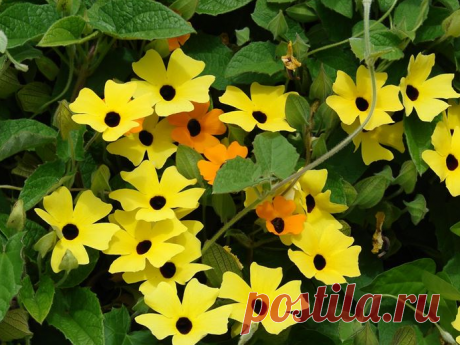 Черноглазая Сюзанна-крылатая Тунбергия. | Заботы вторника. | Яндекс Дзен