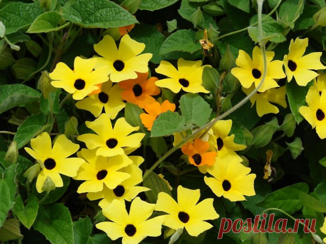 Черноглазая Сюзанна-крылатая Тунбергия. | Заботы вторника. | Яндекс Дзен